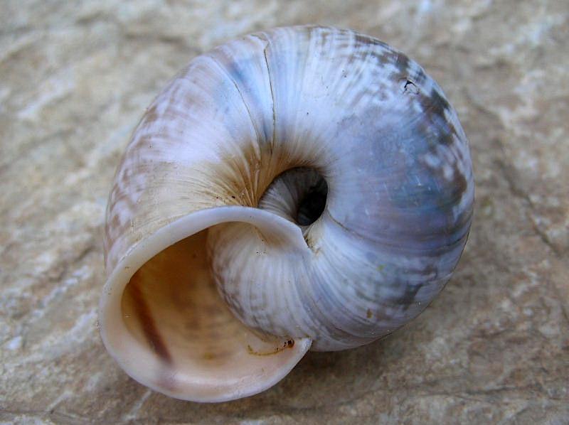 quale Chilostoma ?....Capovalle (BS)